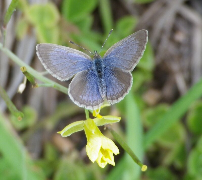 Blue Butterfly on Flower — Calm, Spring