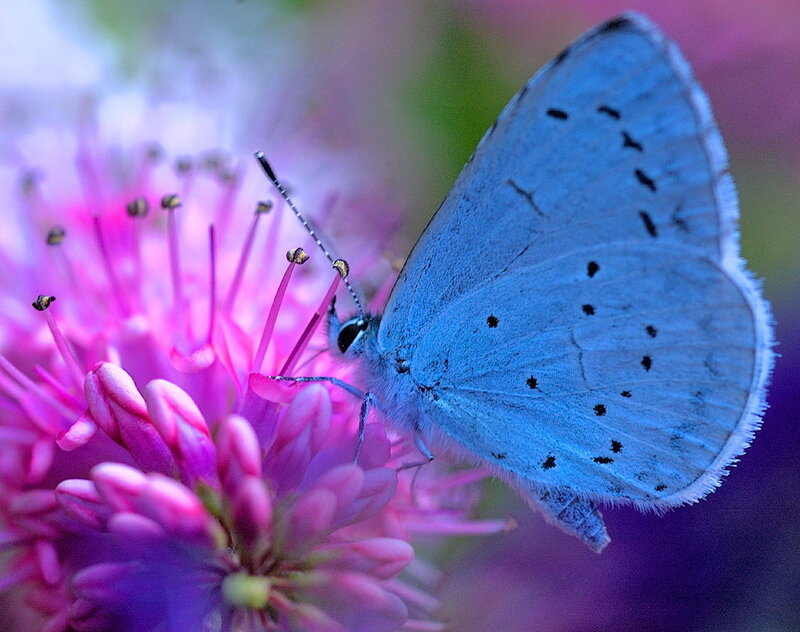 Blue Butterfly on Flower — Calm, Summer, Photograph