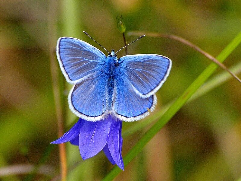 Blue Butterfly on Flower — Calm, Summer
