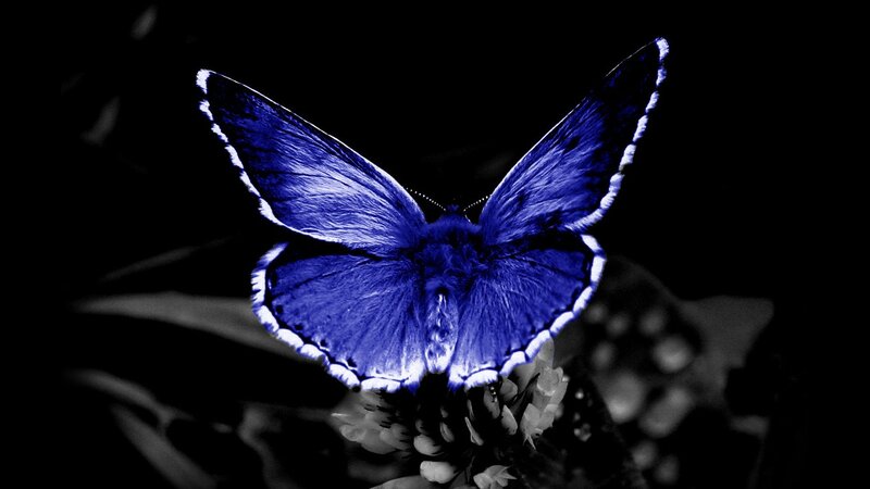 Blue Butterfly on Flower — Dramatic, Night, Photograph