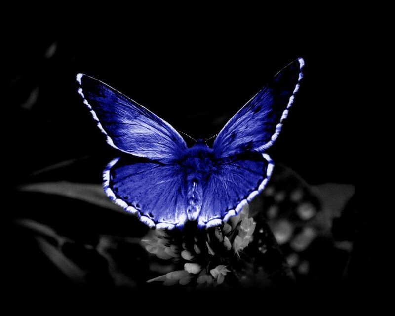 Blue Butterfly on Flower — Dramatic, Night