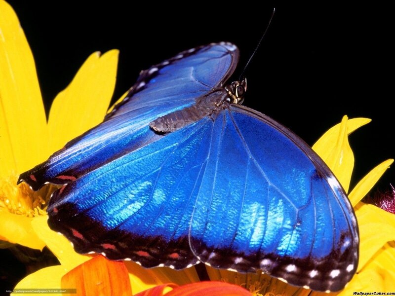 Blue Butterfly on Flower — Dramatic, Photograph, Black Background