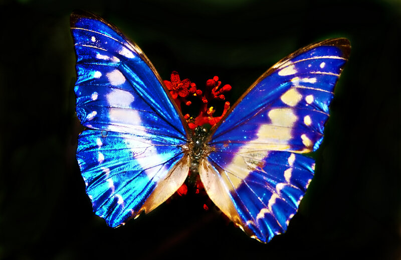 Blue Butterfly on Flower — Dramatic, Photograph, Dark Background