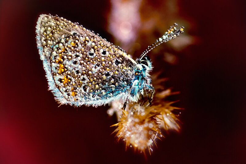 Blue Butterfly on Flower — Dramatic, Photograph, Dew