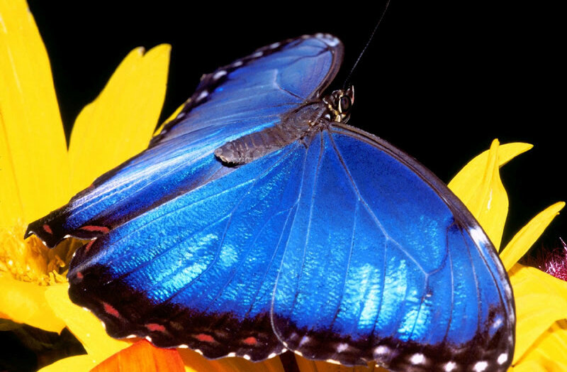 Blue Butterfly on Flower — Dramatic, Photograph