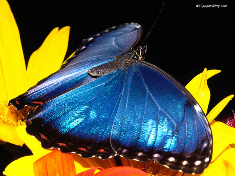 Blue Butterfly on Flower — Dramatic