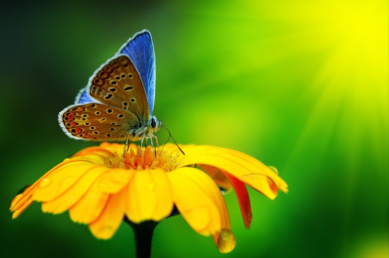 Blue Butterfly on Flower — Green Background