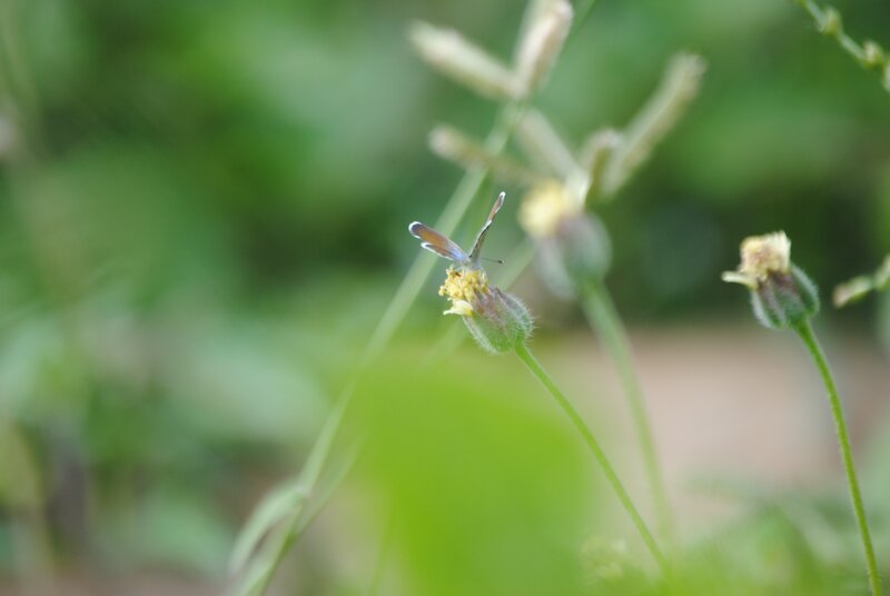 Blue Butterfly on Flower — Green, Calm