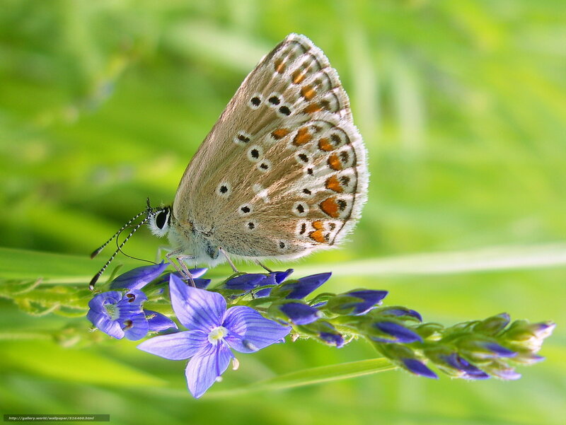 Blue Butterfly on Flower — Green, Serene, Afternoon, Photograph, Grass
