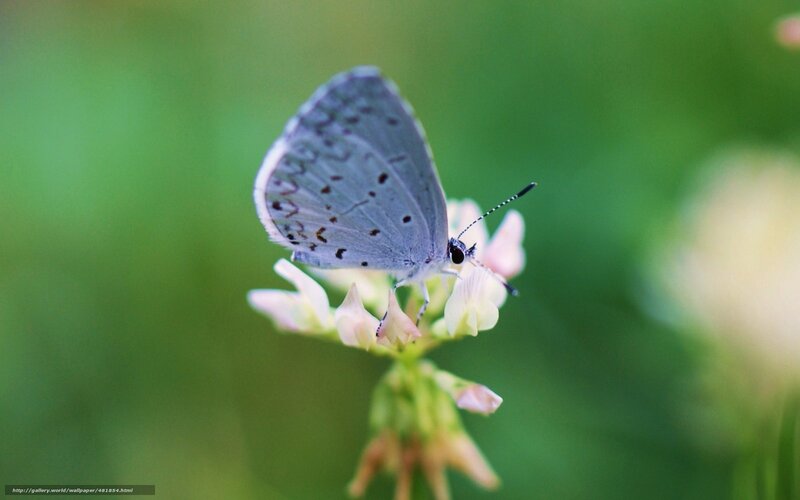 Blue Butterfly on Flower — Green, Serene, Afternoon, Photograph