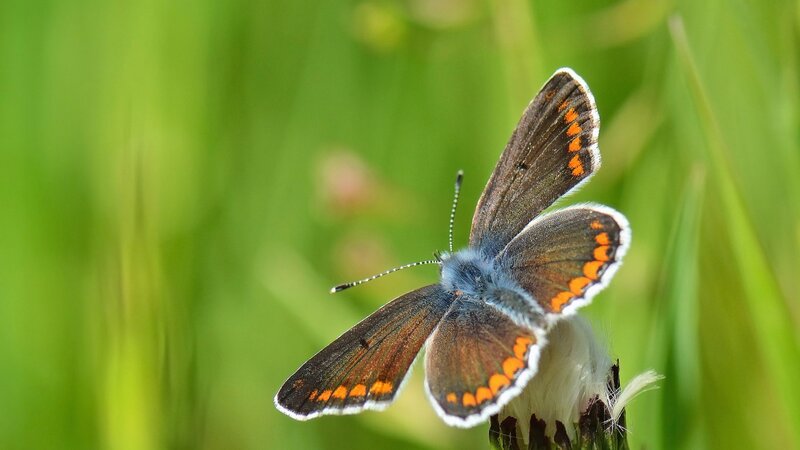 Blue Butterfly on Flower — Green, Serene, Afternoon