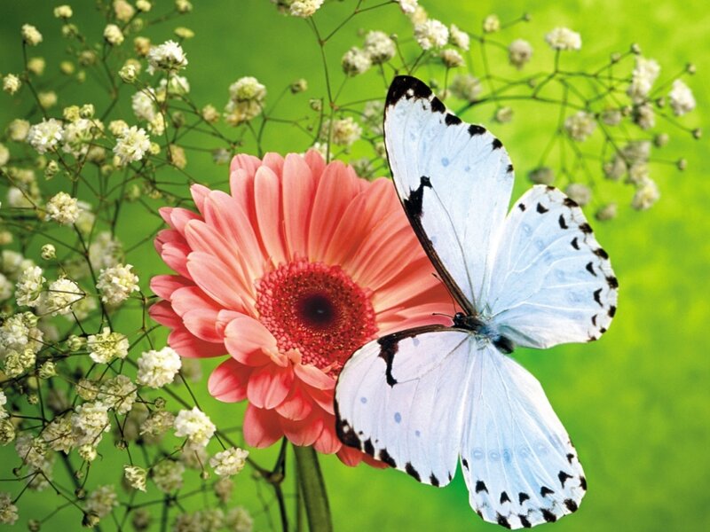 Blue Butterfly on Flower — Green, Serene
