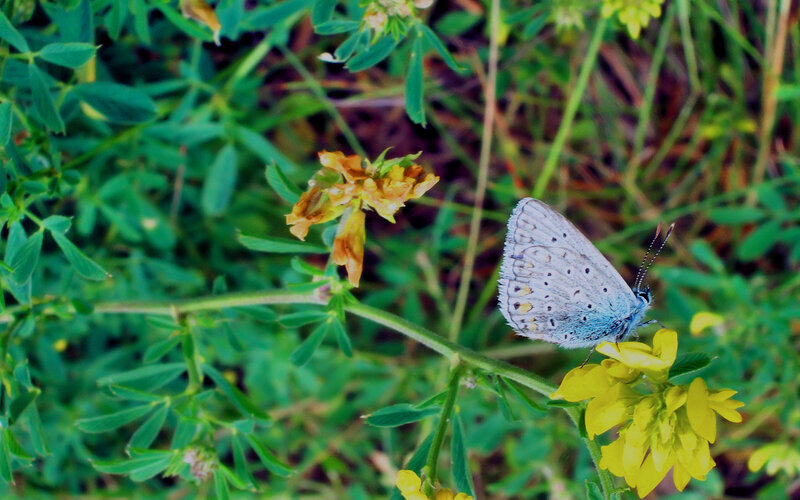 Blue Butterfly on Flower — Green