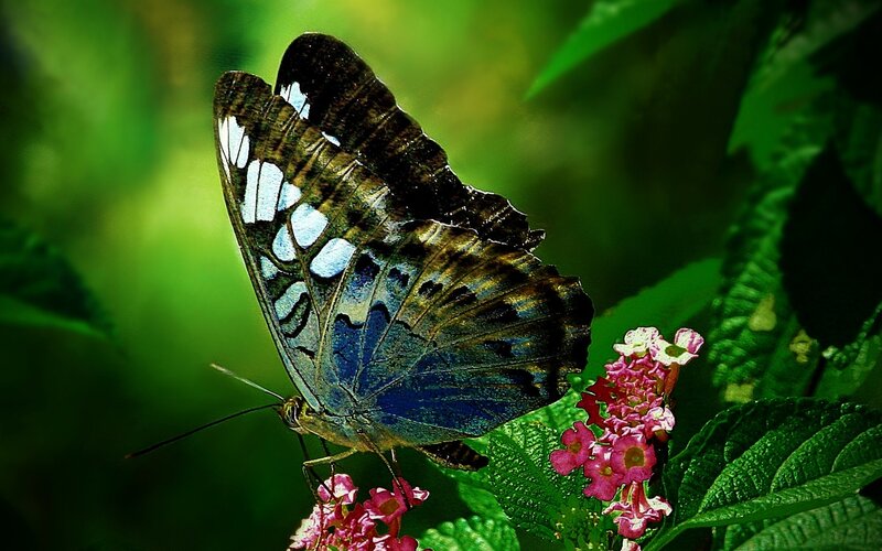 Blue Butterfly on Flower — Natural, Afternoon, Photograph, Leaf, Green Background