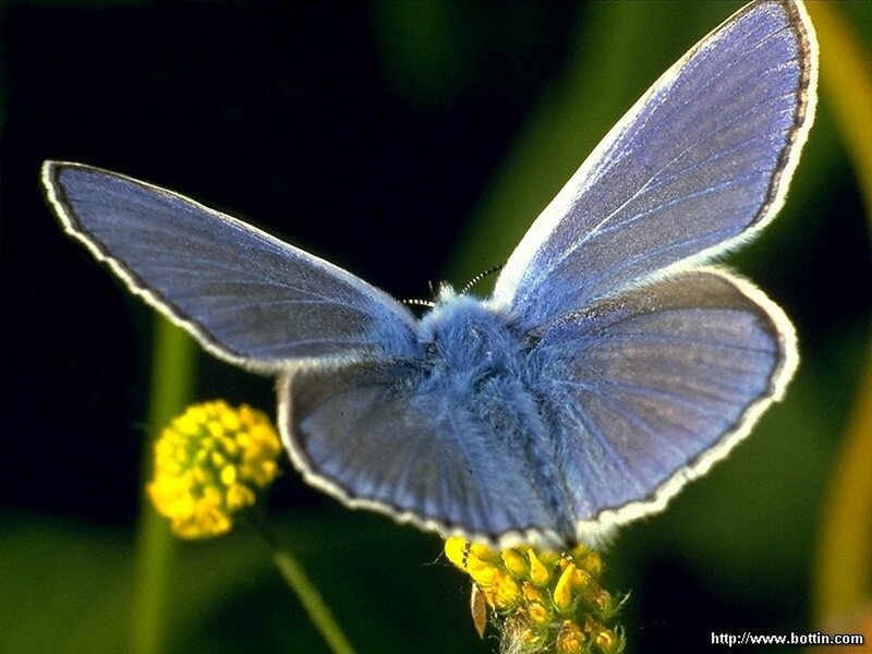 Blue Butterfly on Flower — Natural, Afternoon, Photograph, Plant