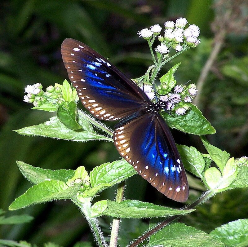 Blue Butterfly on Flower — Natural, Afternoon