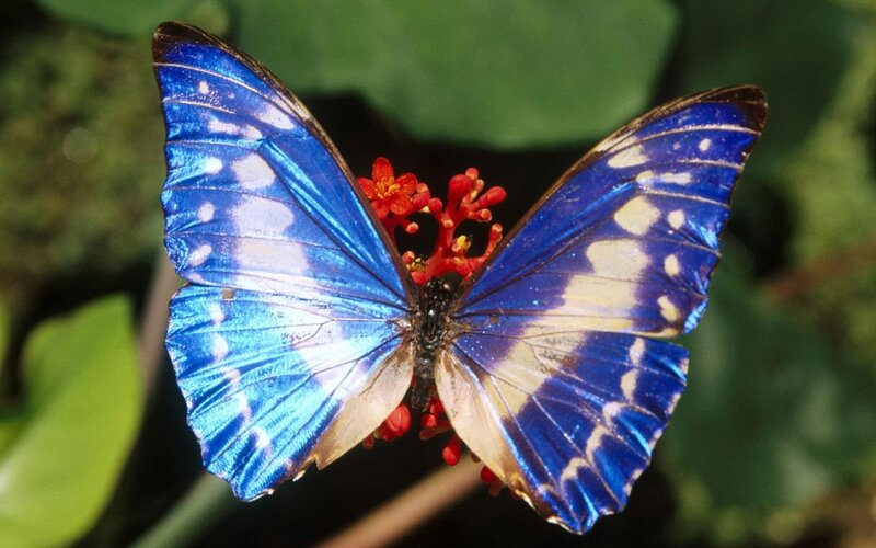 Blue Butterfly on Flower — Natural, Photograph, Leaf, Red