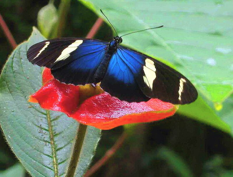 Blue Butterfly on Flower — Natural