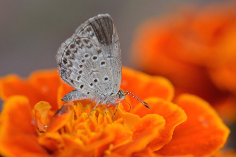 Blue Butterfly on Flower — Orange, Calm, Afternoon