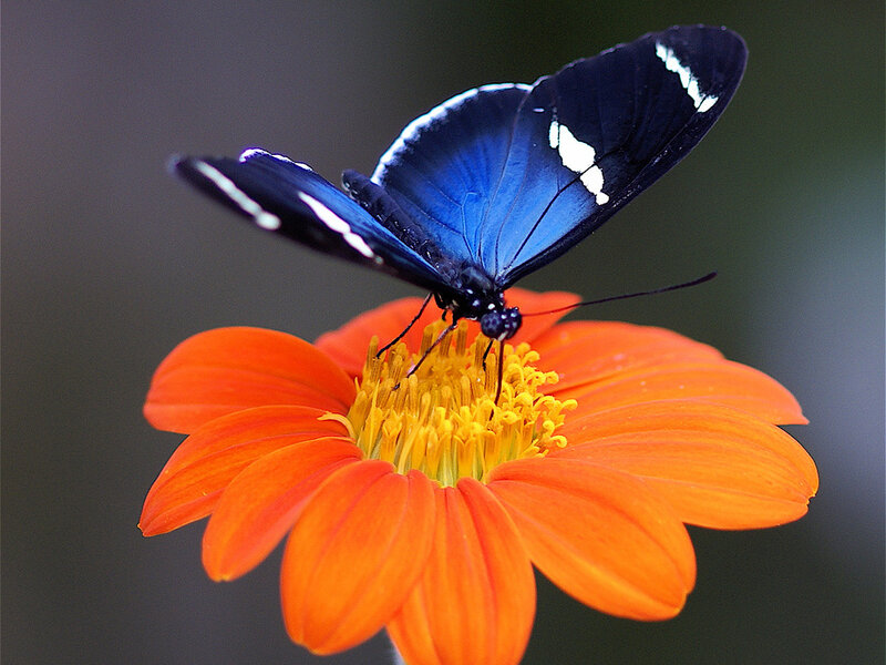 Blue Butterfly on Flower — Orange, Calm