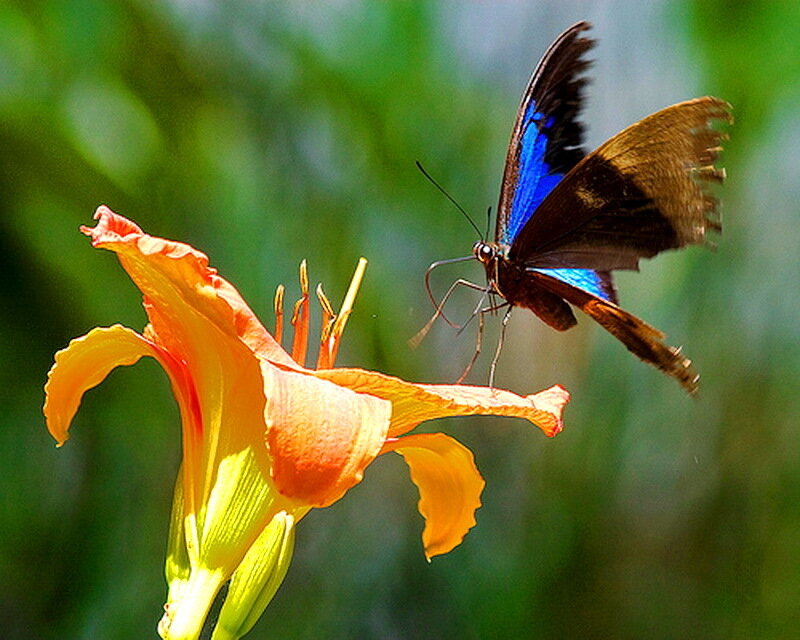 Blue Butterfly on Flower — Orange