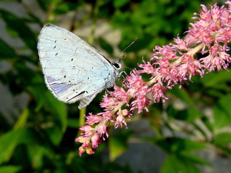 Blue Butterfly on Flower — Pink, Calm