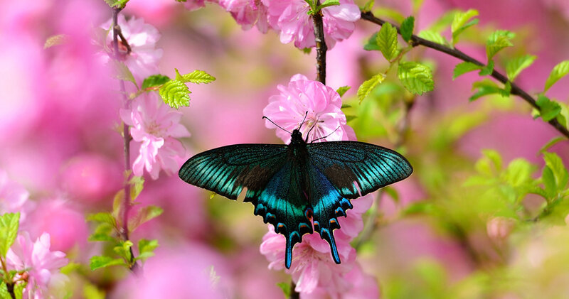 Blue Butterfly on Flower — Pink, Serene, Spring, Photograph