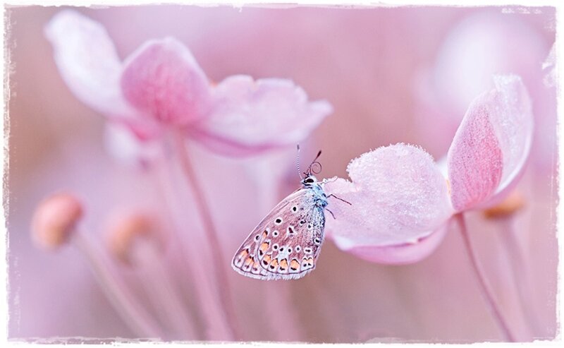 Blue Butterfly on Flower — Pink, Serene, Spring