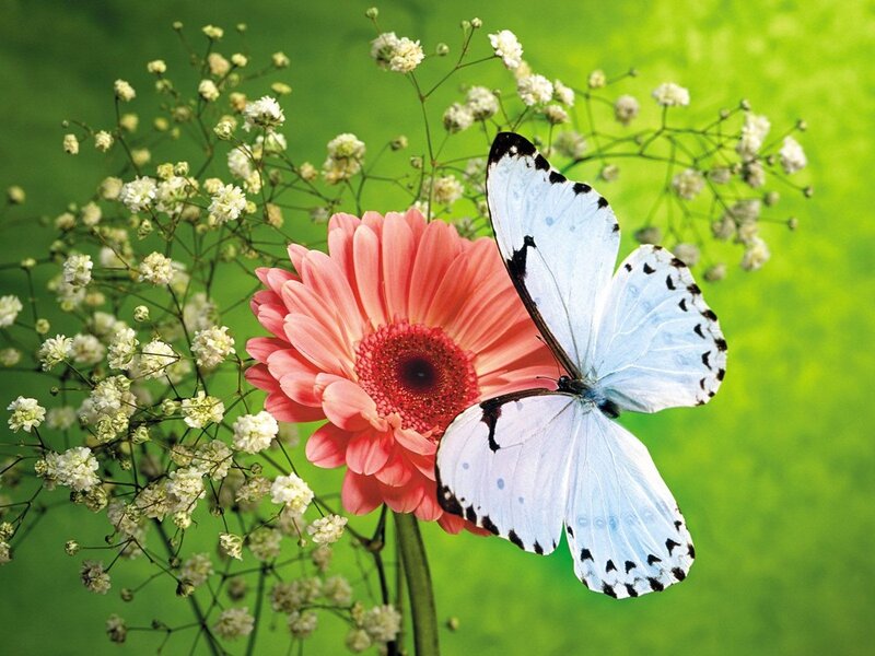 Blue Butterfly on Flower — Pink, Serene