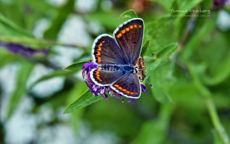 Blue Butterfly on Flower — Purple, Calm, Afternoon, Photograph