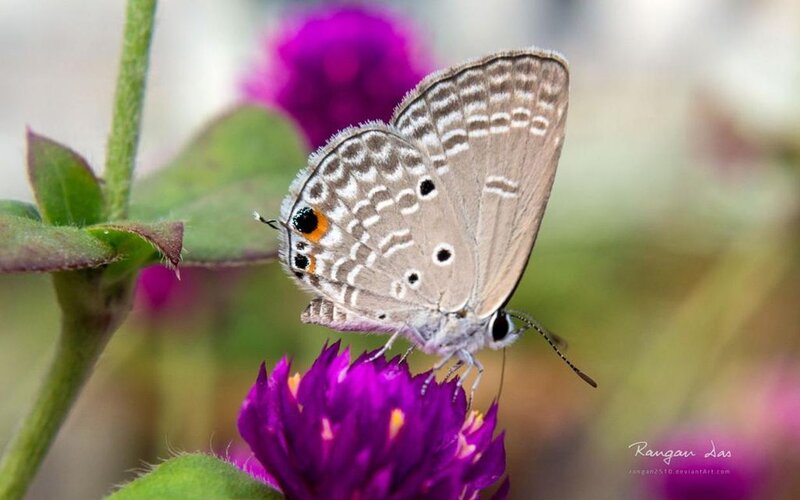 Blue Butterfly on Flower — Purple, Calm, Afternoon