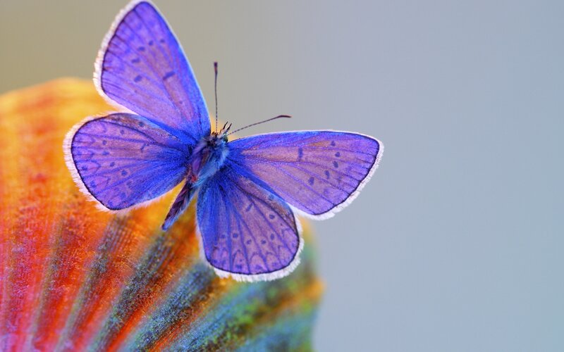 Blue Butterfly on Flower — Purple, Calm, Photograph, Petal