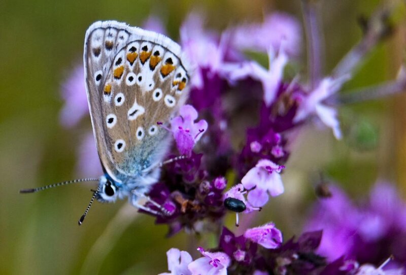 Blue Butterfly on Flower — Purple, Calm