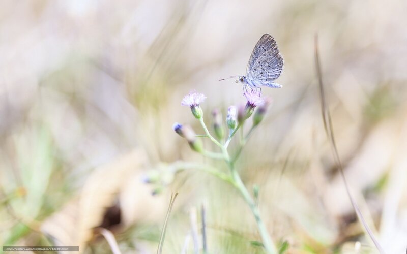 Blue Butterfly on Flower — Purple, Serene, Afternoon, Photograph, Grass