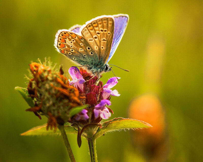 Blue Butterfly on Flower — Purple, Serene, Afternoon, Photograph