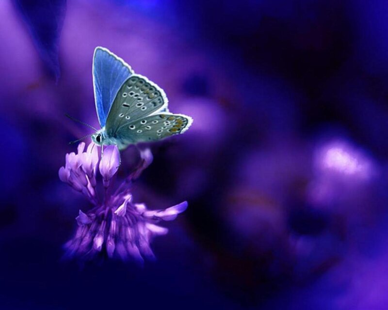 Blue Butterfly on Flower — Purple, Serene, Night