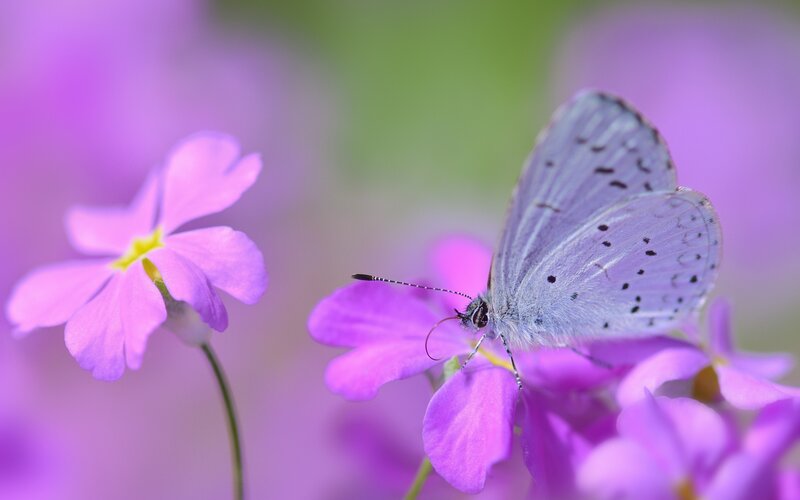 Blue Butterfly on Flower — Purple, Serene, Spring, Photograph, Petals