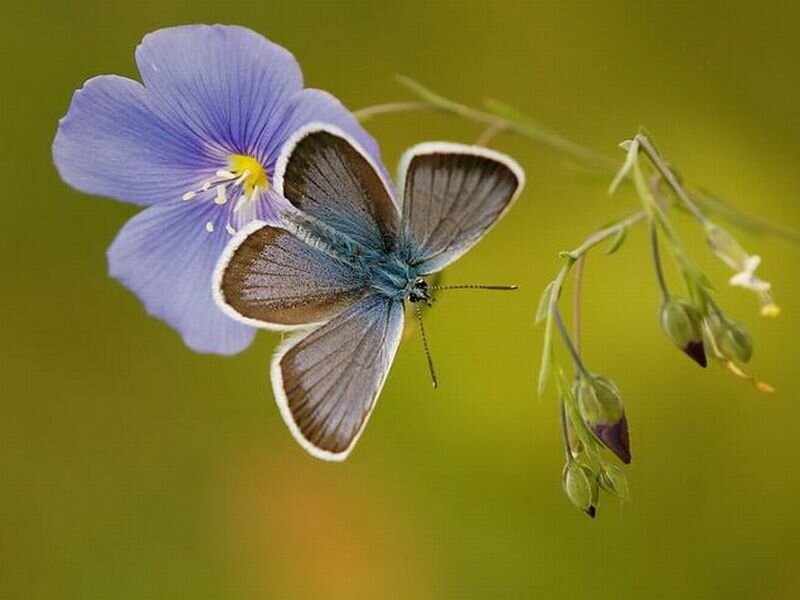 Blue Butterfly on Flower — Purple, Serene, Spring