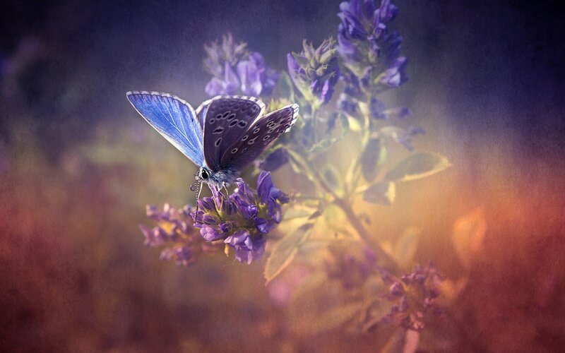 Blue Butterfly on Flower — Purple, Serene, Sunset, Photograph