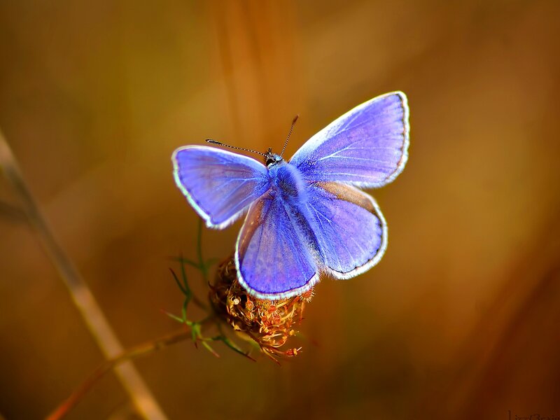 Blue Butterfly on Flower — Purple, Serene, Sunset