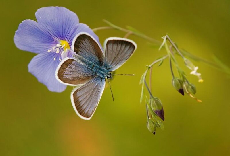Blue Butterfly on Flower — Purple, Serene