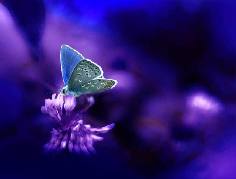 Blue Butterfly on Flower — Purple