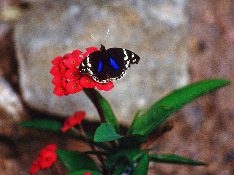 Blue Butterfly on Flower — Red, Calm
