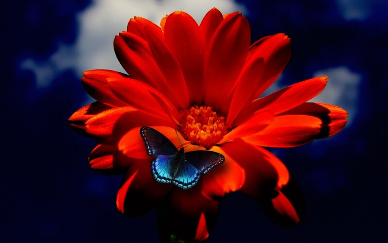 Blue Butterfly on Flower — Red, Dramatic