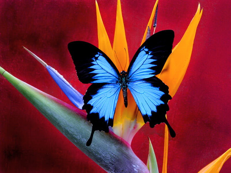 Blue Butterfly on Flower — Red