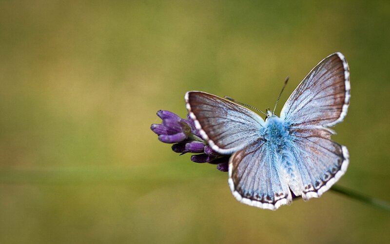 Blue Butterfly on Flower — Serene, Afternoon, Photograph, Green Background, Purple