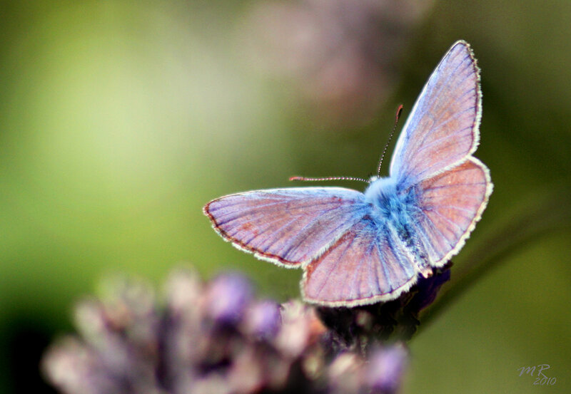 Blue Butterfly on Flower — Serene, Afternoon, Photograph, Green Background