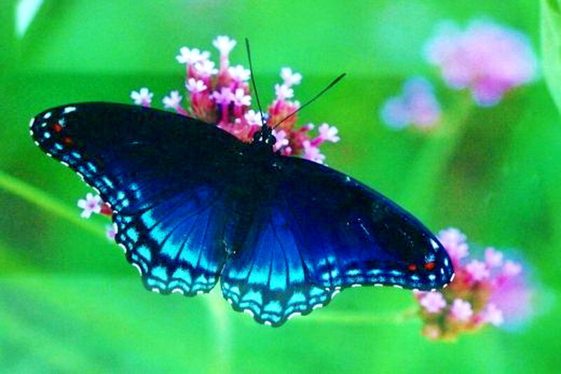 Blue Butterfly on Flower — Serene, Afternoon, Photograph, Green Leaves