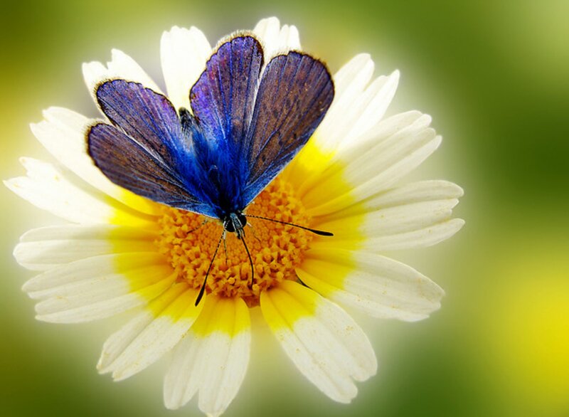 Blue Butterfly on Flower — Serene, Afternoon, Photograph, Petals