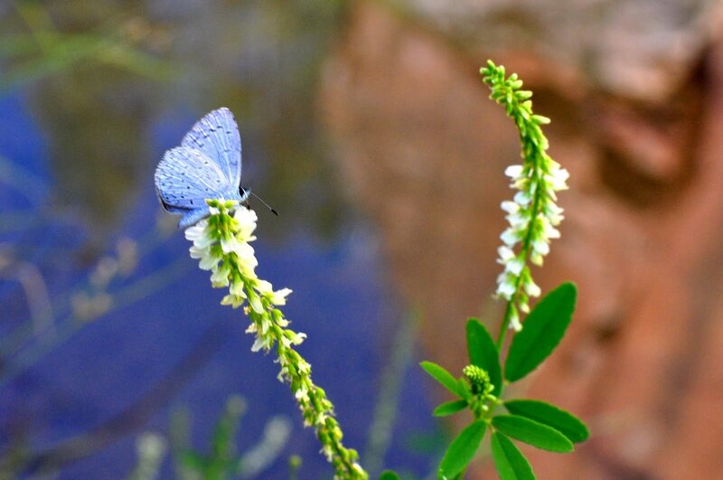 Blue Butterfly on Flower — Serene, Afternoon, Photograph, Plant